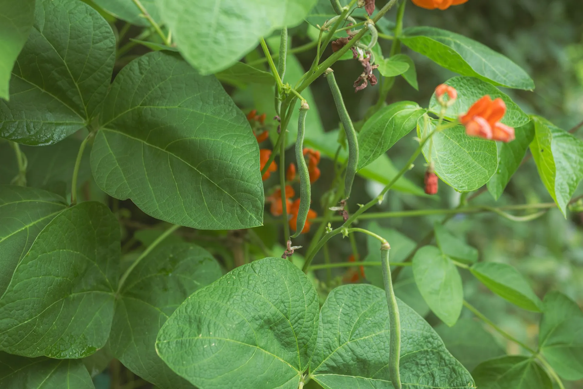 Green bean plant